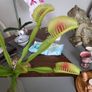 Venus flytrap artificial plant Image 3