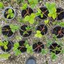 Strawberry plants and raspberry plants for sale Image 5