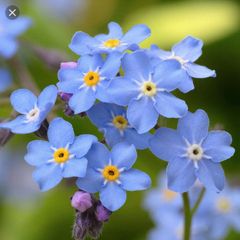 Forget me not