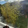Potted Bamboo Plants x 2 Image 3