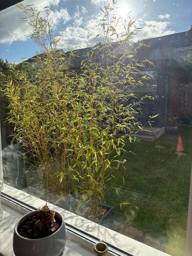 Potted Bamboo Plants x 2