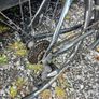 road / city bike, has to go by this weekend! Image 3