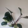 Philodendron Image 4