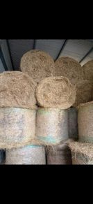 Hay