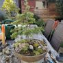 Bonsai Tree Image 6