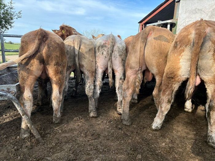 25 smashing Charlie bullocks