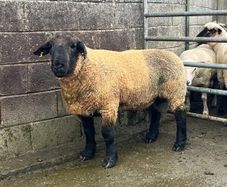 Sheep