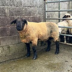 Sheep