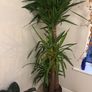 Yucca Elephantipes Image 4