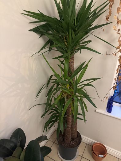 Yucca Elephantipes
