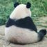 panda81