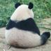 panda81