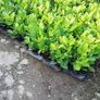 Laurel Hedging Image 3