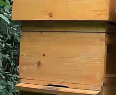 National Beehive & 2 x Nuc hives
