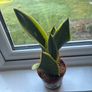 Snake Plant (Sansevieria) Image 2