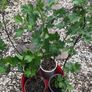 Gooseberry fruit plant Image 4