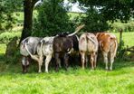 5x Maiden Heifers