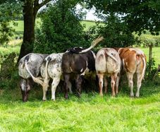 5x Maiden Heifers