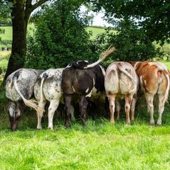 5x Maiden Heifers