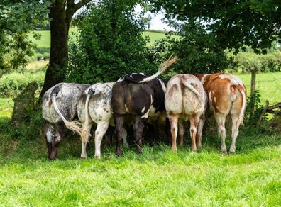 5x Maiden Heifers