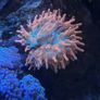 speckled rose bubble tip anemone Image 2