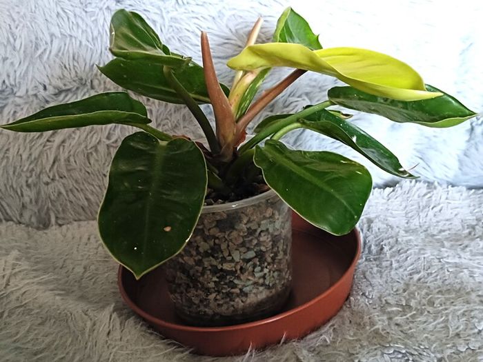 Philodendron - Moonlight, photos edit