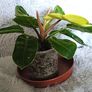 Philodendron - Moonlight, photos edit Image 4