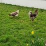 Hatching eggs Image 4