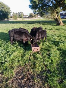 Angus bull and heifer runners