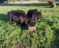 Angus bull and heifer runners