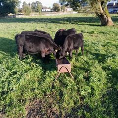 Angus bull and heifer runners