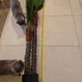 Palm Tree Image 10