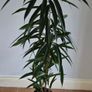 Indoor Plant Image 2