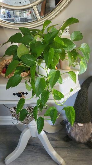 Trailing plants. Mature and young.