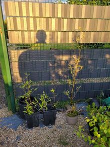 bamboo plants