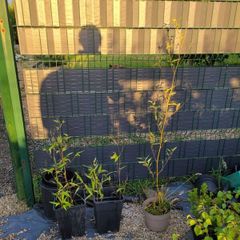 bamboo plants