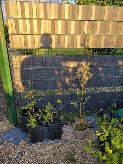 bamboo plants