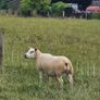 14 Texel Hoggetts Image 3