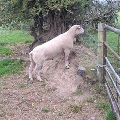 Purebred Registered Charolais Hogget Rams