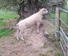 Purebred Registered Charolais Hogget Rams