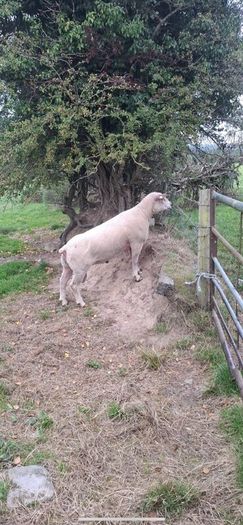 Purebred Registered Charolais Hogget Rams