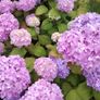 plant Image 2