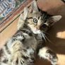 kittens Image 2