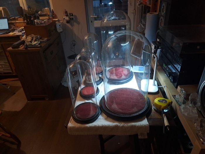Vintage Glass Domes,Taxidermy or Interior Design.