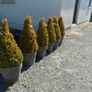 6 Buxus plants and 10 pots Image 2