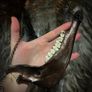 1 Copper Chain Wild Deer Jaw Viking Amulet Talisman Necklace Wasteland Bone Wearable Art Image 9