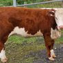 Pedigree Hereford Heifers for Sale Image 6