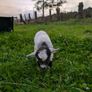 Pygmy Goats Image 4