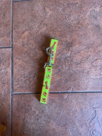 New luminous dog lead