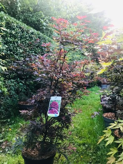 Japanese Acer